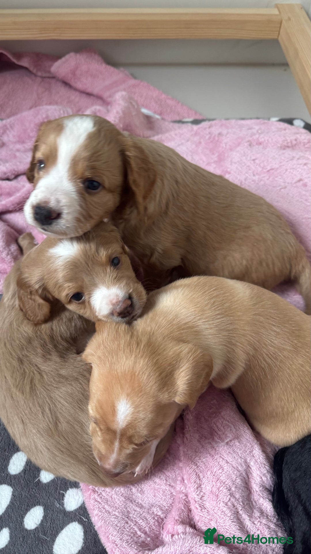 Cockapoo dogs for sale: Cockapoo x pups - Image 2
