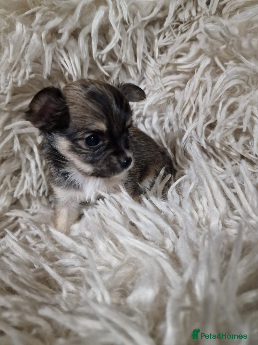 Chihuahua dogs for sale: Small chihuahuas - Advert 6