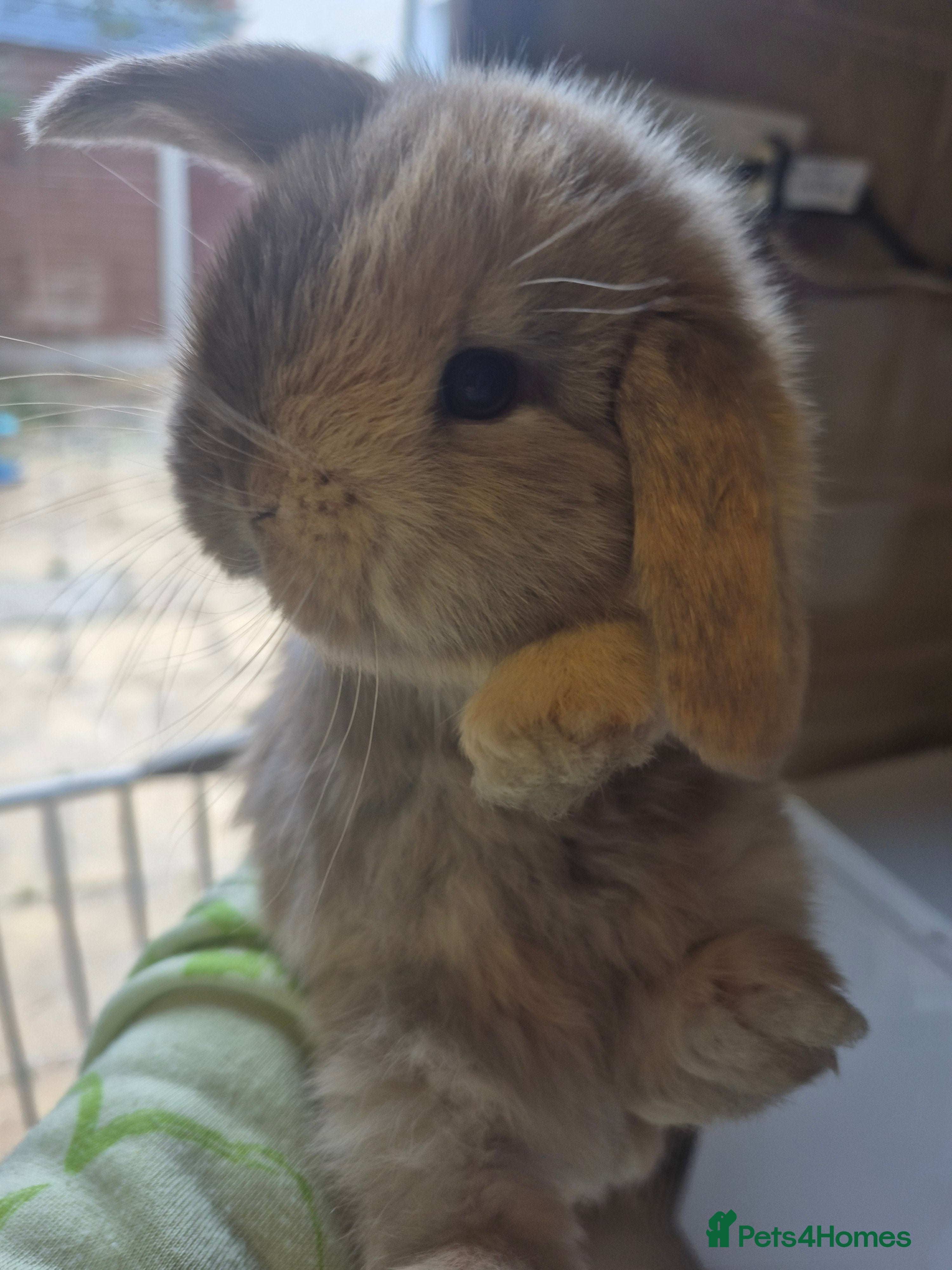 Mini Lion Lop rabbits Mini lops ready  **  - Advert 8