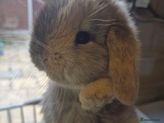 Mini Lion Lop rabbits Mini lops ready ** - Advert 5