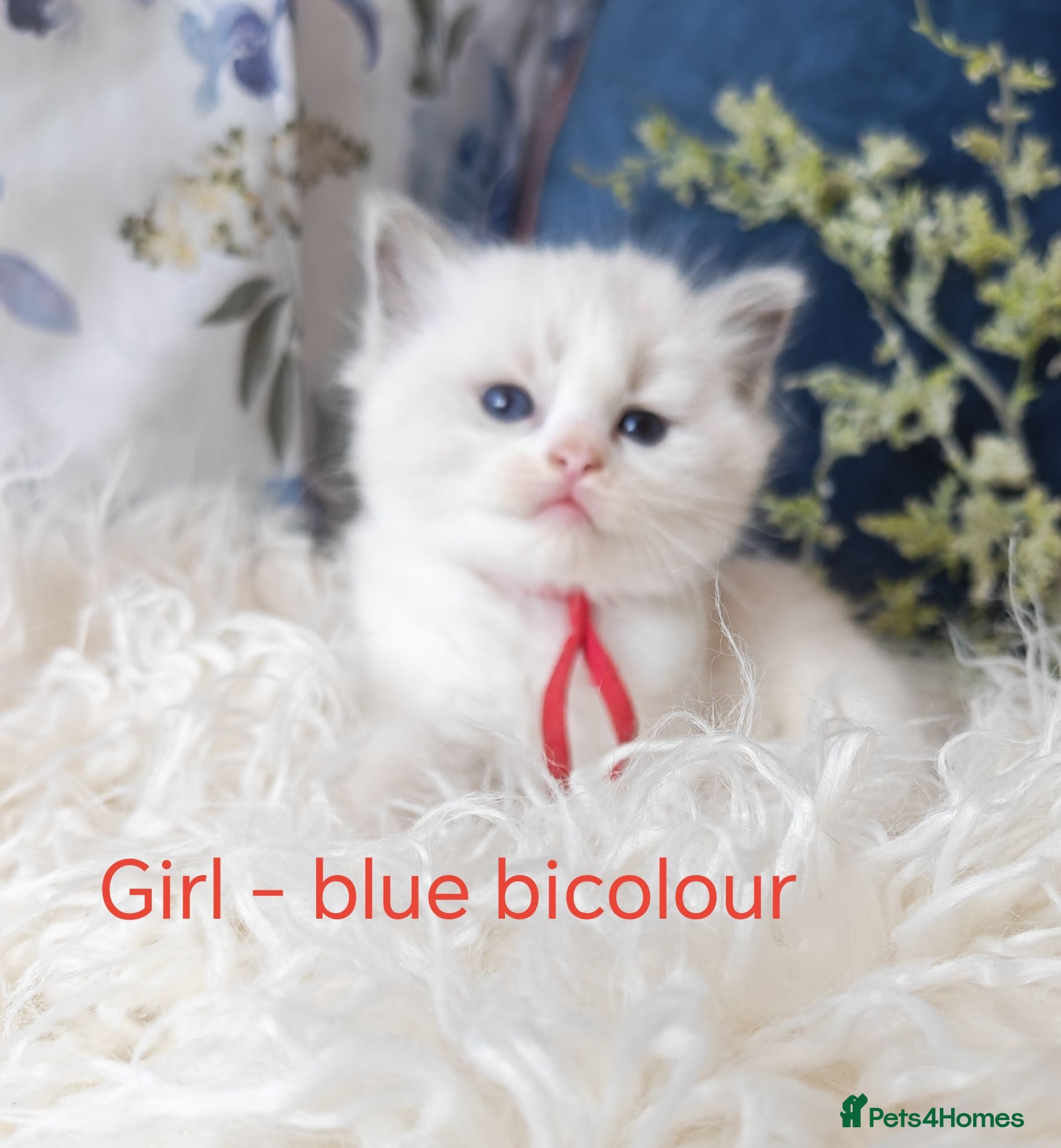 Ragdoll cats GCCF REGISTERED BEAUTIFUL RAGDOLLS KITTENS  - Advert 18
