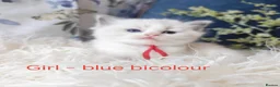 Ragdoll cats for sale: GCCF REGISTERED BEAUTIFUL RAGDOLLS KITTENS  - Advert 3