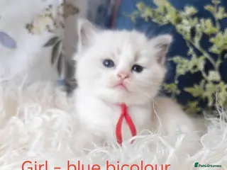 Ragdoll cats GCCF REGISTERED BEAUTIFUL RAGDOLLS KITTENS - Advert 15