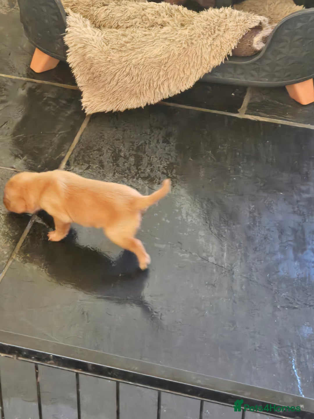 Labrador Retriever dogs for sale: Stunning litter of Fox Red and Black Labradors - Image 24