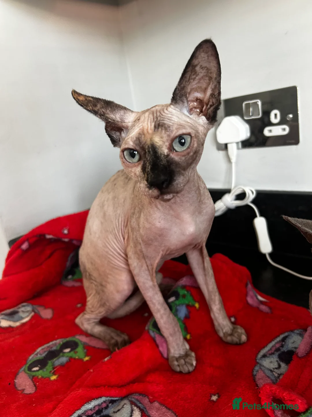 Sphynx cats for sale: Beautiful Sphynx Kitten - Advert 2