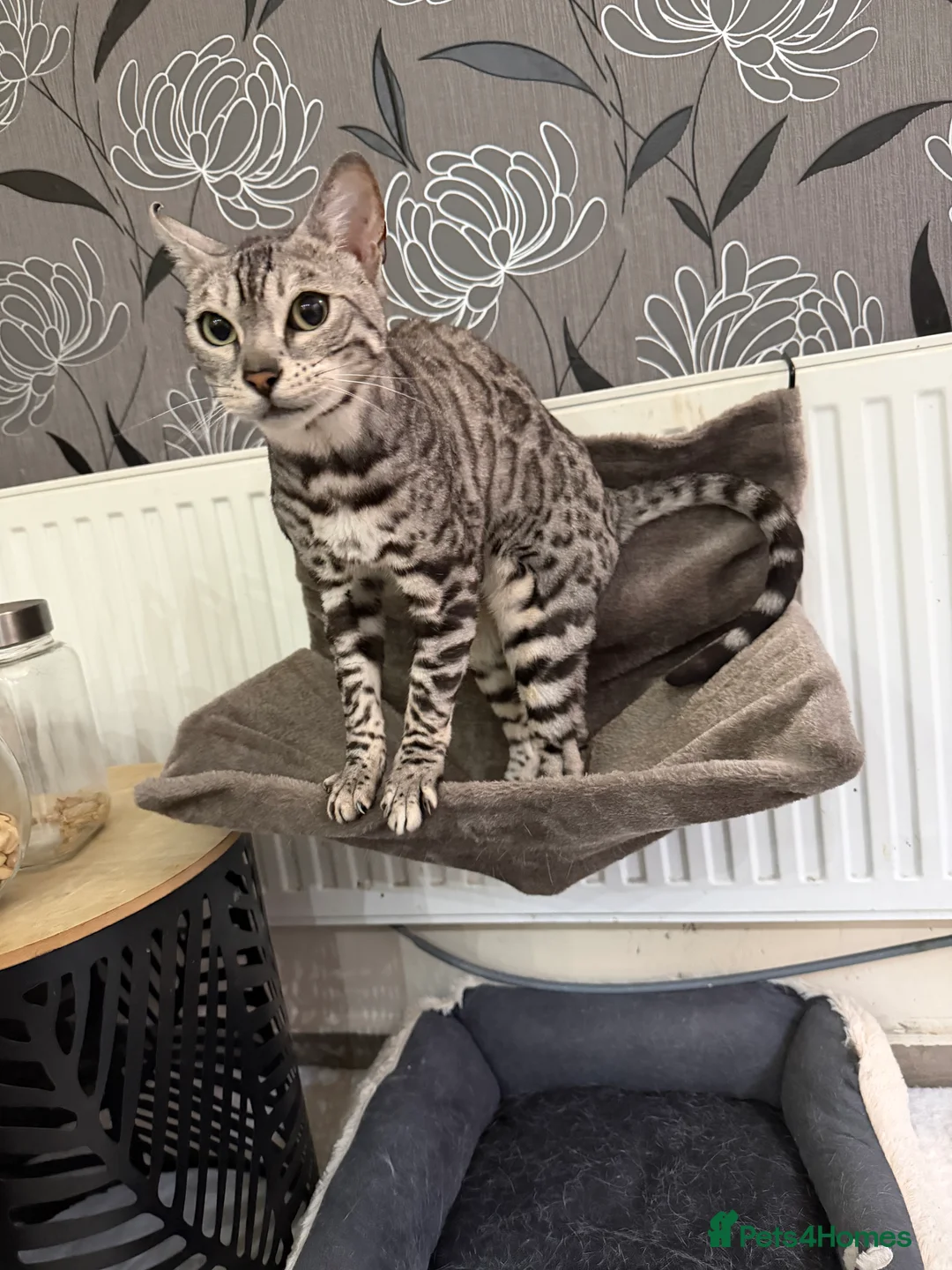 Bengal cats for sale: Mr Oreo - Advert 4