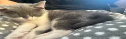 Mixed Breed cats for sale: Grey and white kitten - Advert 2