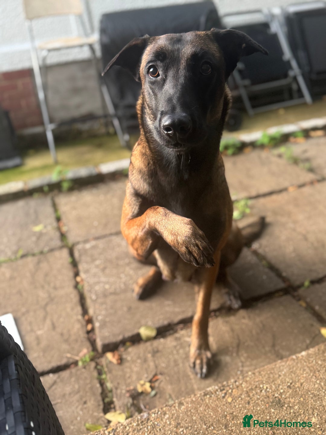 Belgian Shepherd Dog dogs for sale: Belgian Malinios (Singleton) Male  - Advert 1