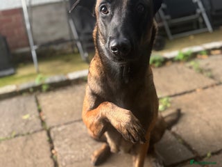 Belgian Shepherd Dog dogs Belgian Malinios (Singleton) Male - Advert 15