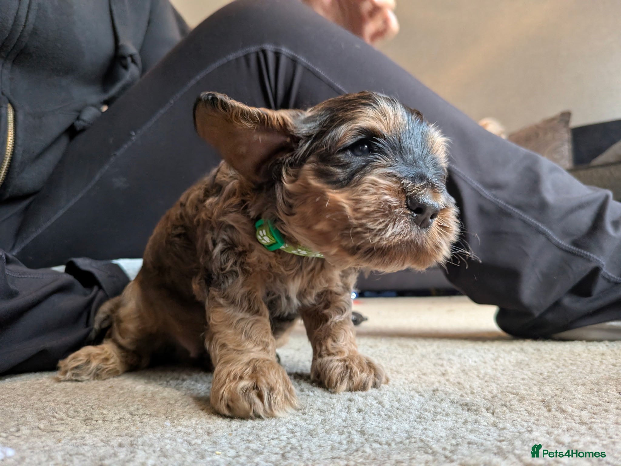 Cockapoo dogs 🐾 Beautiful Sable F1 Cockapoo Puppies 🐾 - Advert 2