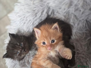 Maine Coon cats TICA registered MaineCoons 😸 - Advert 4