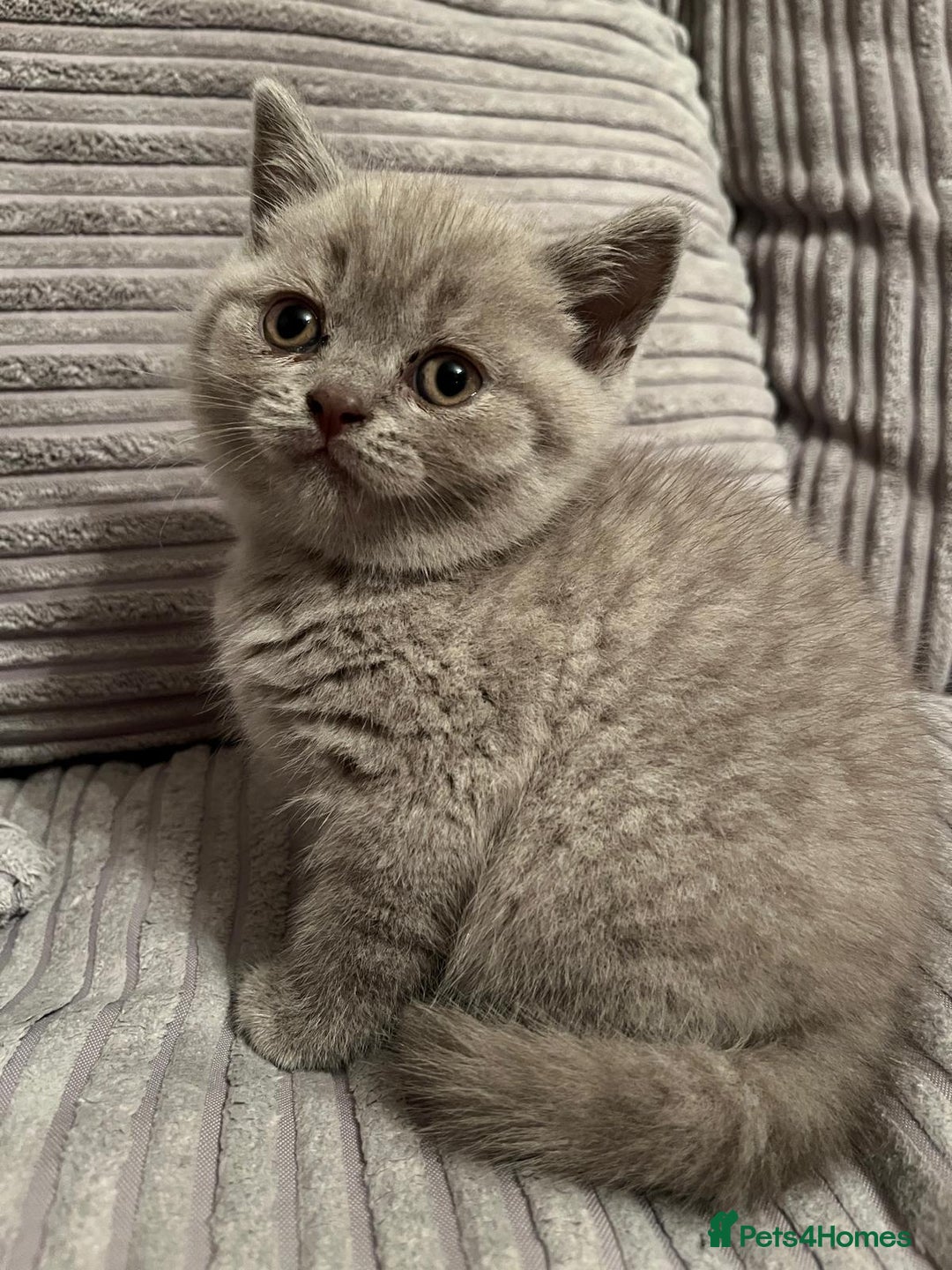 British Shorthair cats for sale: British shorthair kittens - Image 3