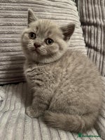 British Shorthair cats British shorthair kittens - Advert 3