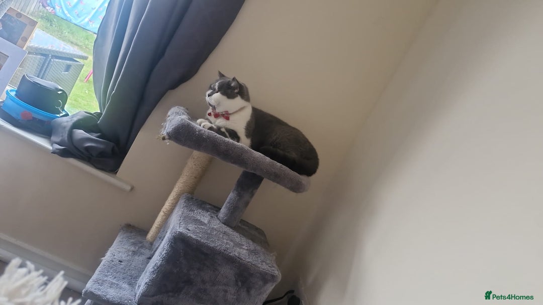 British Shorthair cats for sale: Friendly british shorthair cat for sale - Image 6