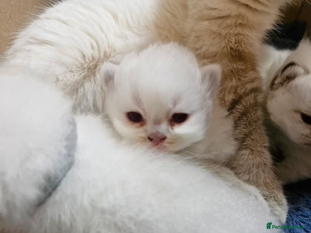 British Shorthair cats for sale: Pedigree British shorthair, longhair, blue, lilac - Image 9