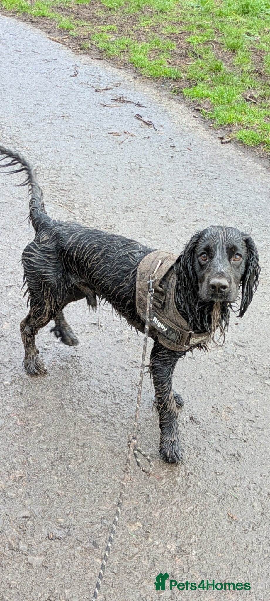 Cocker Spaniel dogs for stud: KC Registered Black Cocker Spaniel Stud (unproven) - Advert 3