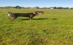 Mixed Breed dogs for sale: Pinched mix - Image 9
