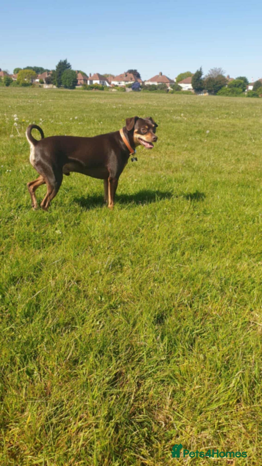 Mixed Breed dogs for sale: Pinched mix - Image 9