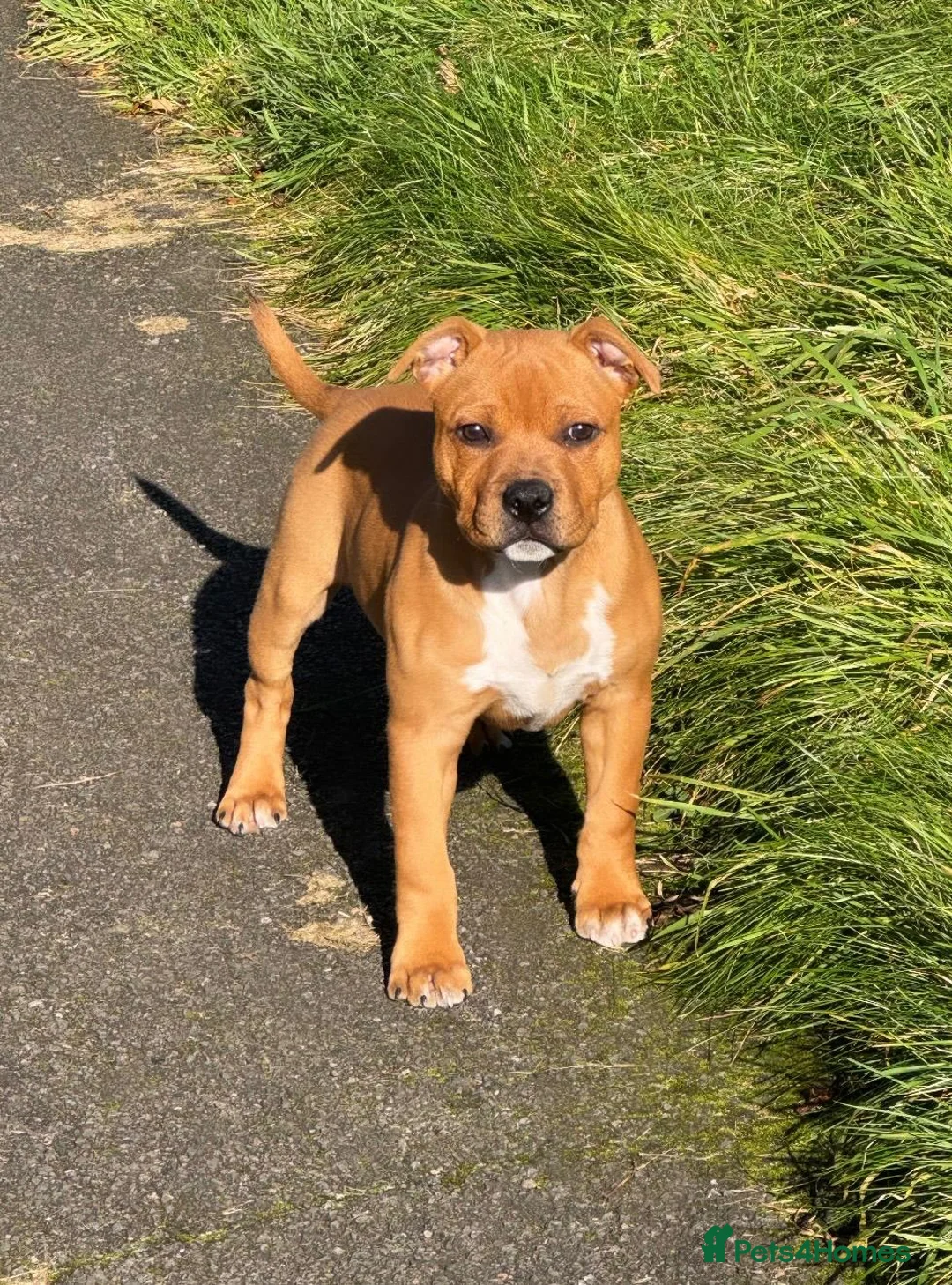 Staffordshire Bull Terrier dogs for stud: 🇬🇧THE RED DREAM TEAM🇬🇧 Exceptional Temprements in Rochdale - Advert 17