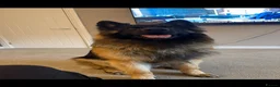 German Shepherd dogs for stud: Stunning Long-Coat German Shepherd Stud Available in Preston - Advert 6