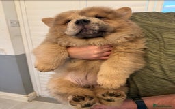 Chow Chow dogs for sale: 2 Beautiful Male Chow Chow Puppies for sale  - Image 13