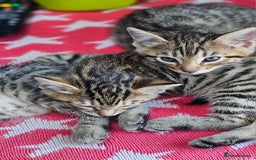 Bengal cats for sale: Beautiful Bengal cross kittens for sale - Image 2