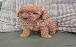 Miniature Poodle dogs for sale: KC Fox Red Miniature Poodle Boys - Image 20