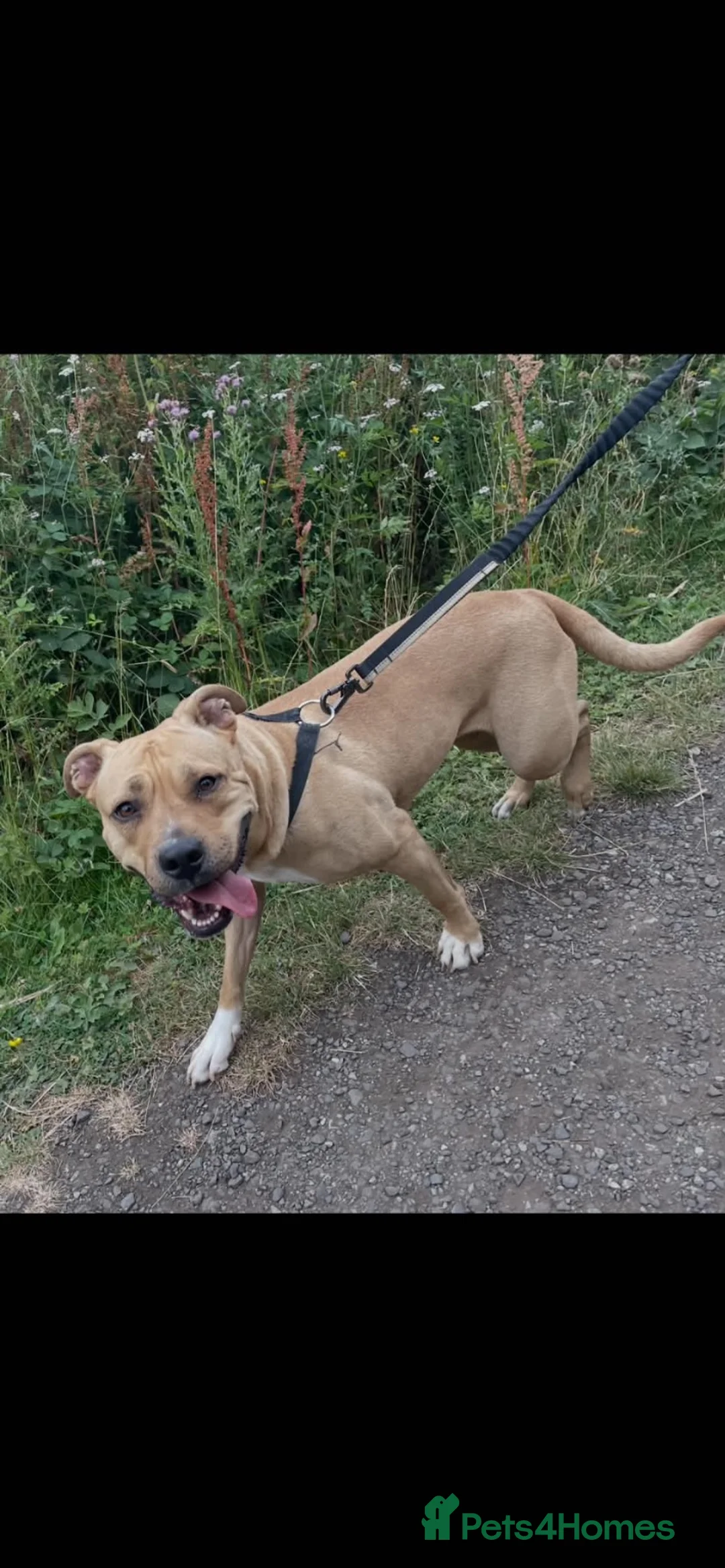 Mixed Breed dogs for sale: Johnon’s Bulldog x Staffy  in Darlington - Advert 5