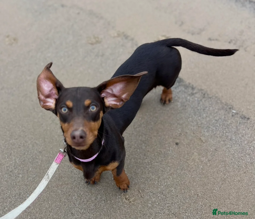 Miniature Dachshund dogs for sale: Mini dashaund  in Hartlepool - Advert 2