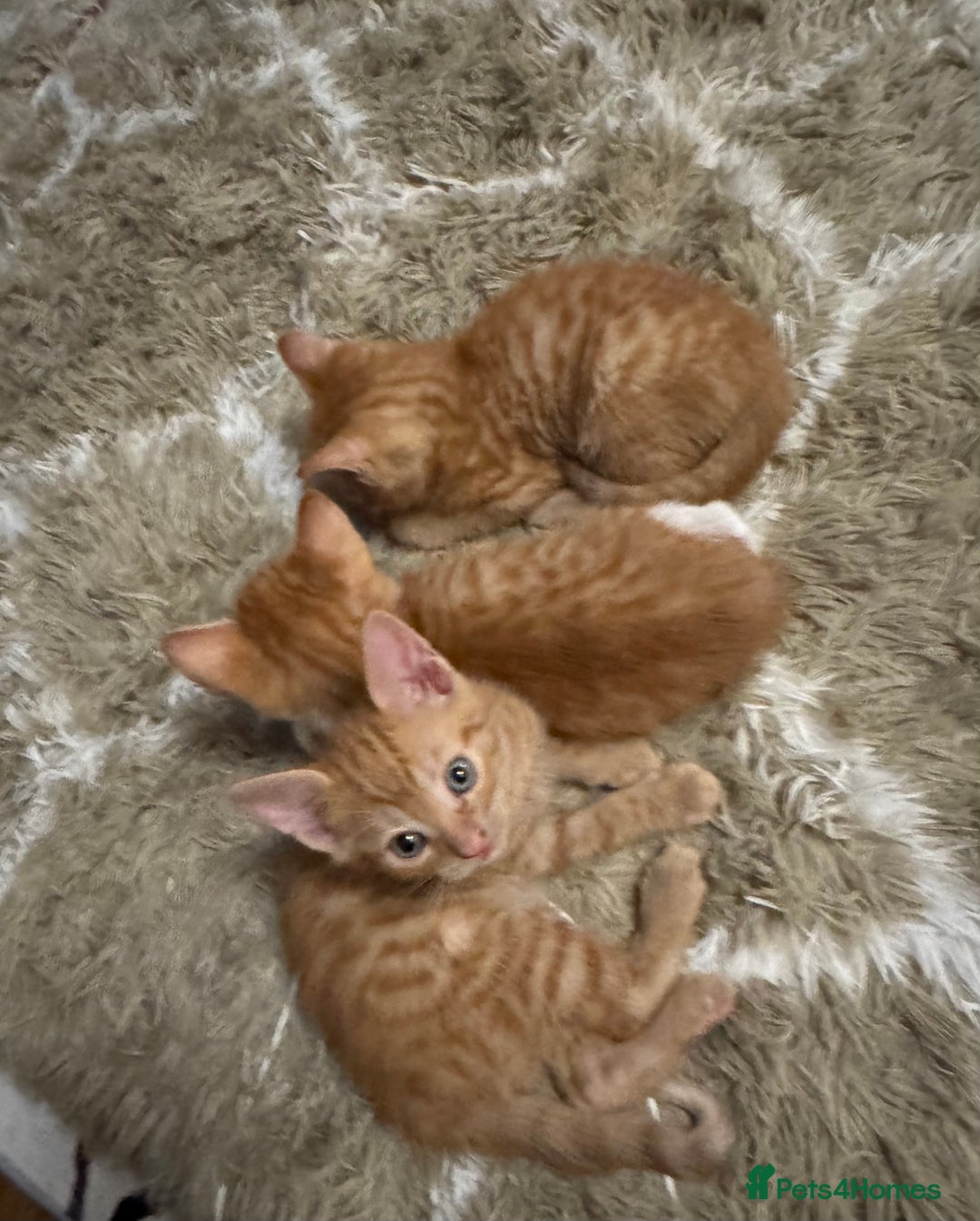 Mixed Breed cats for sale: Mixed breed kittens  - Advert 7
