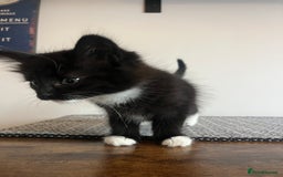 British Shorthair cats for sale: Kittens  - Image 8