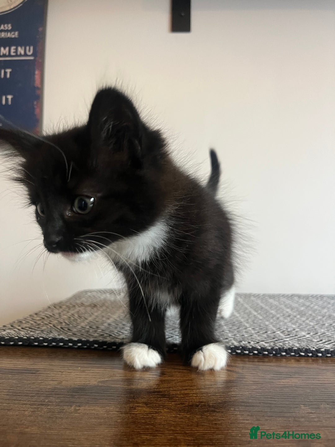 British Shorthair cats for sale: Kittens  - Image 8