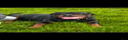 Rottweiler dogs for stud: Rottweiller for stud  in Bristol - Advert 10