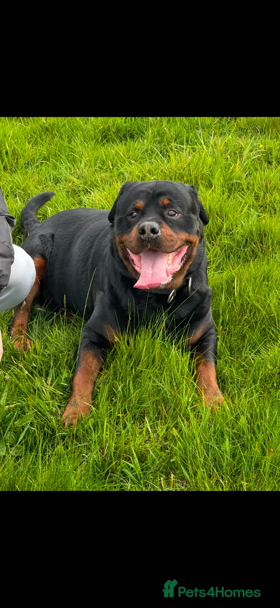 Rottweiler dogs for stud: Rottweiller for stud  in Bristol - Advert 10