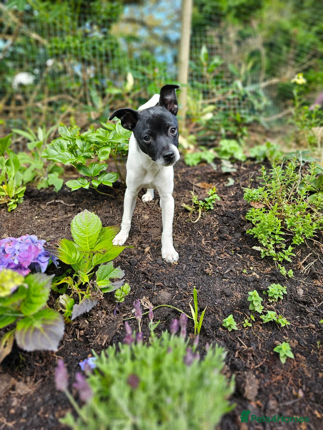 Jack Chi dogs for stud: Chihuahua x Jack Russell For Stud - Advert 9