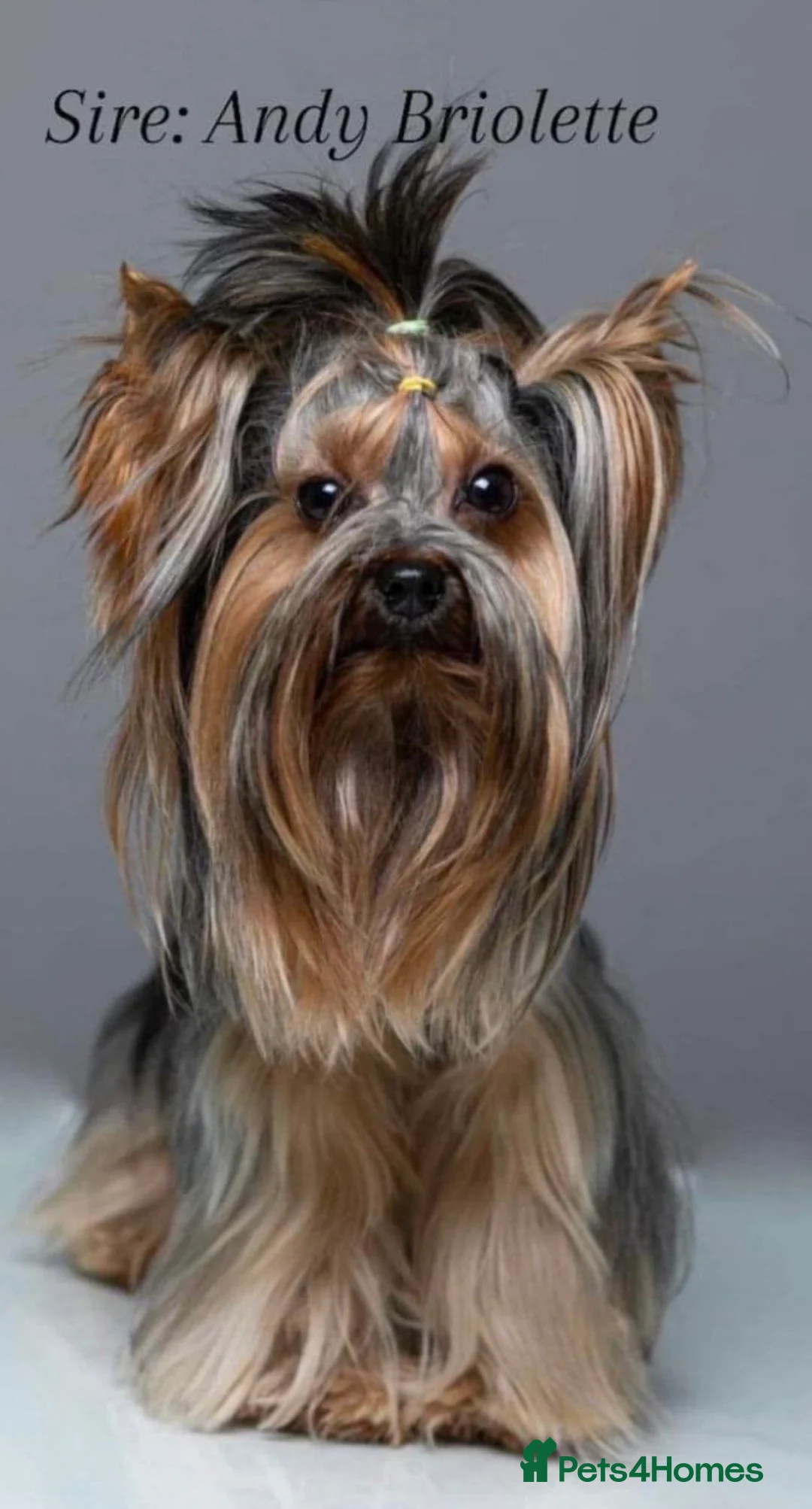 Yorkshire Terrier dogs for sale: KC  miniature Yorkshire terrier puppy girl - Advert 7