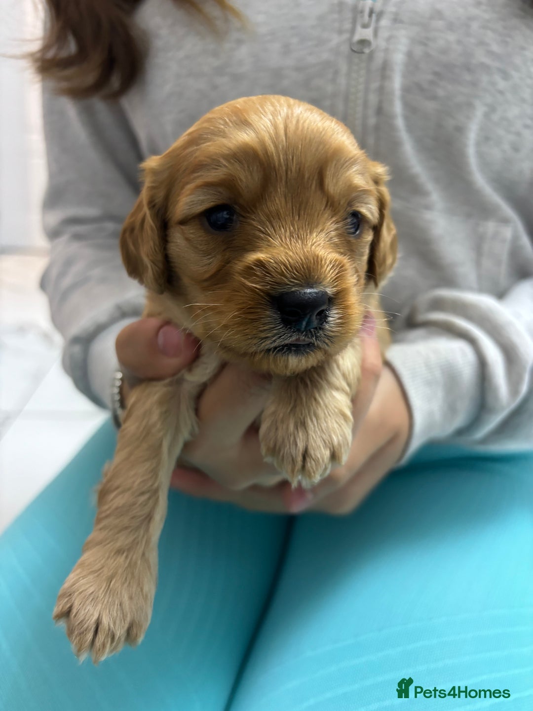 Cavapoo dogs for sale: Beautiful DNA health tested Cavapoo male puppies - Image 2