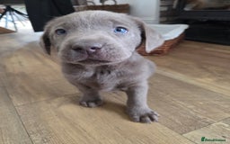 Labrador Retriever dogs for sale: 🩶 beautiful silver/Charcoal KC reg puppies 🩶 - Image 18