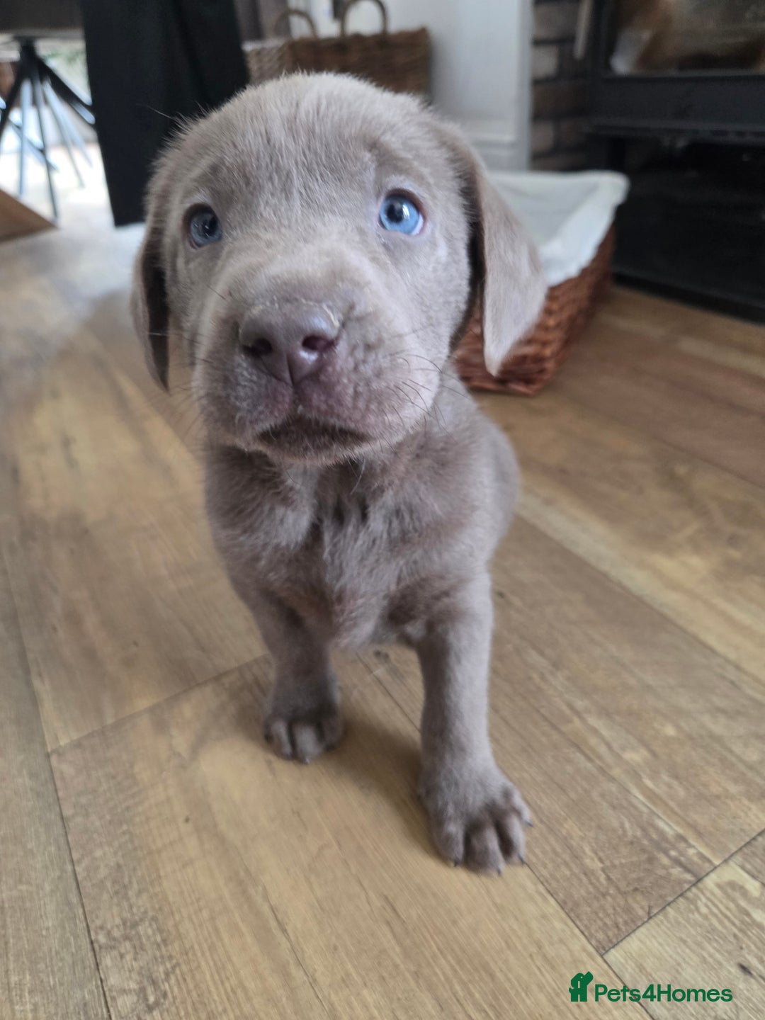 Labrador Retriever dogs for sale: 🩶 beautiful silver/Charcoal KC reg puppies 🩶 - Image 18