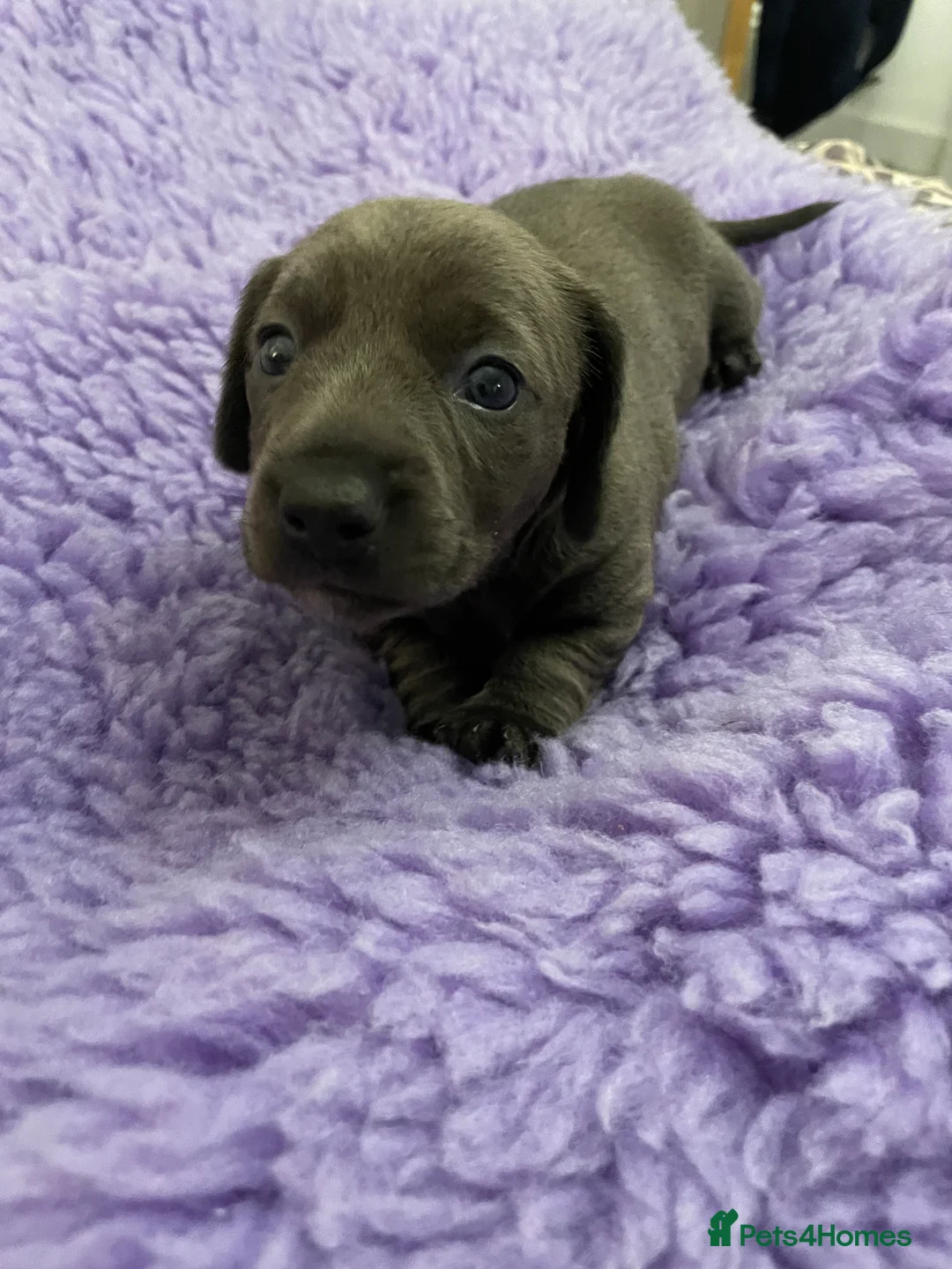 Miniature Dachshund dogs for sale: 2 girls, 1 boy KC reg miniature Daschund puppies - Advert 3