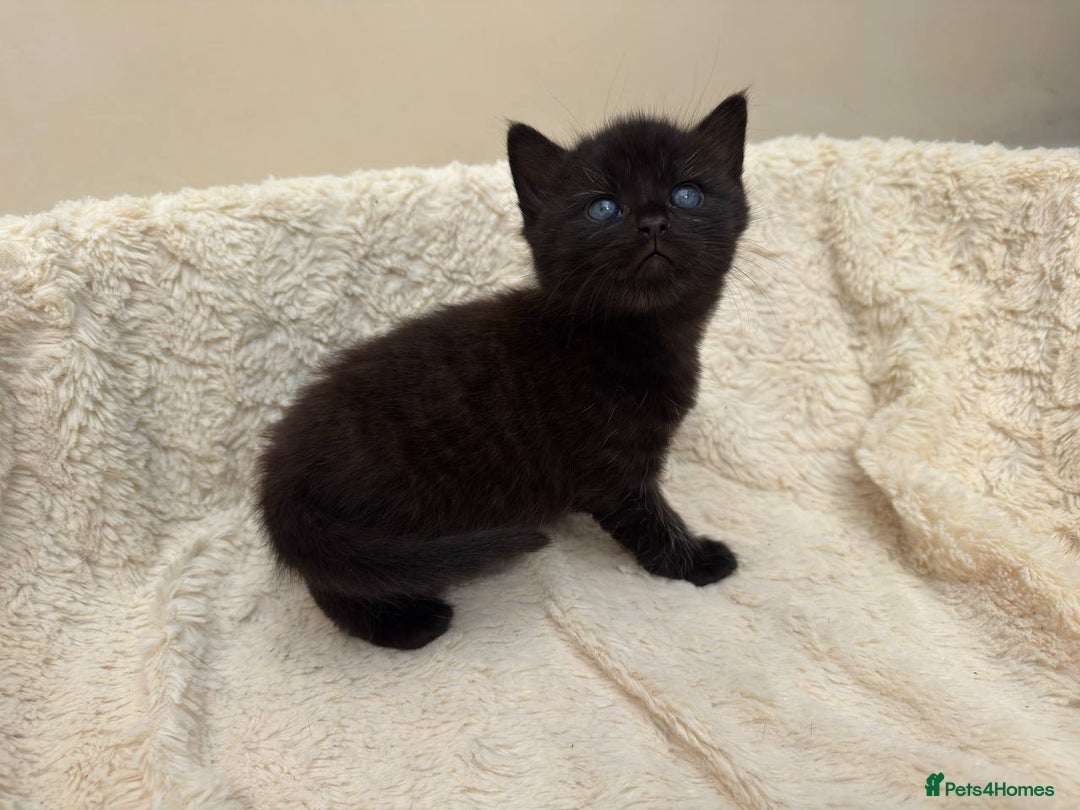 Mixed Breed cats for sale: Adorable Kittens Ready for Loving Homes - Image 4