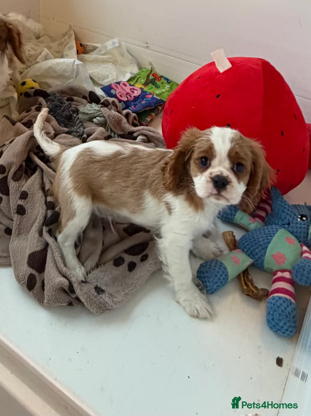 Cavalier King Charles Spaniel dogs for sale: Kc registered cavalier king charles puppies - Advert 27