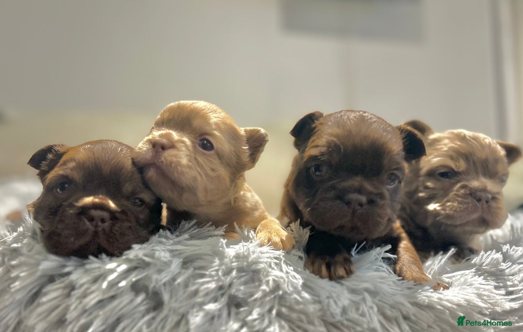 French Bulldog dogs for sale: Amazing Fluffy French bulldogs  - Advert 6