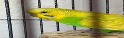 Budgerigars birds for sale: 2 Budgies and their full cage  - Advert 1