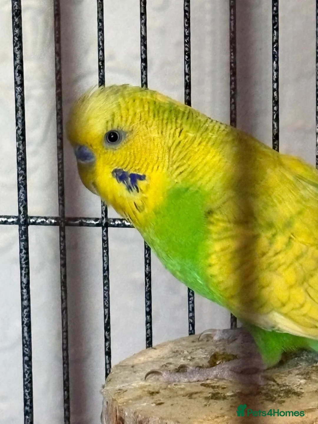 Budgerigars birds for sale: 2 Budgies and their full cage  - Advert 1