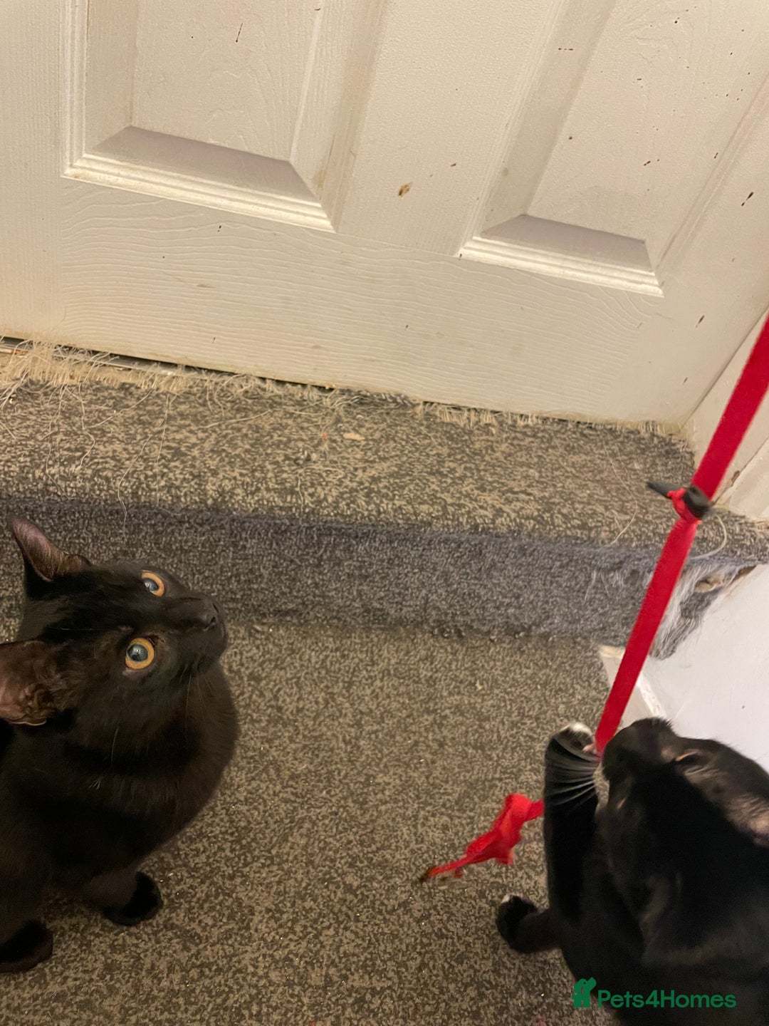 Mixed Breed cats for sale: *Free££* Beautiful brothers looking loving home - Advert 9