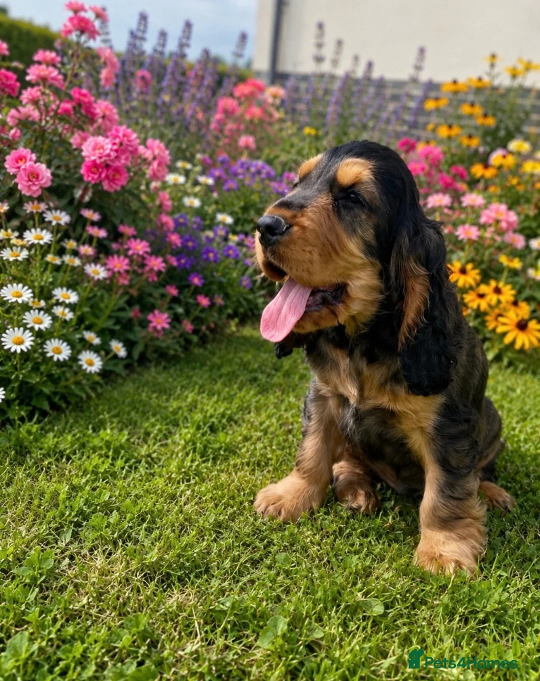 Cocker Spaniel dogs for sale: 💚Fully vaccinated ready 2go KC/health tested🐶🐶 - Advert 2