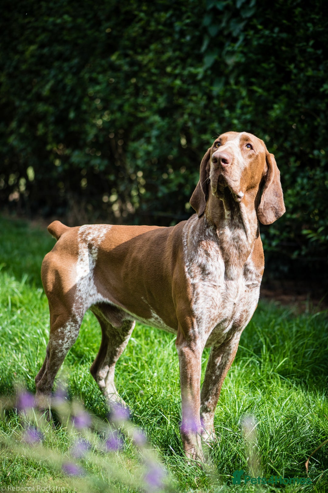 Bracco Italiano dogs for stud: Bracco Italiano for stud - Image 4