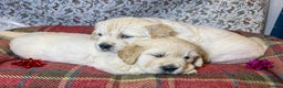 Golden Retriever dogs for sale: Kc health tested golden retrievers  - Advert 6