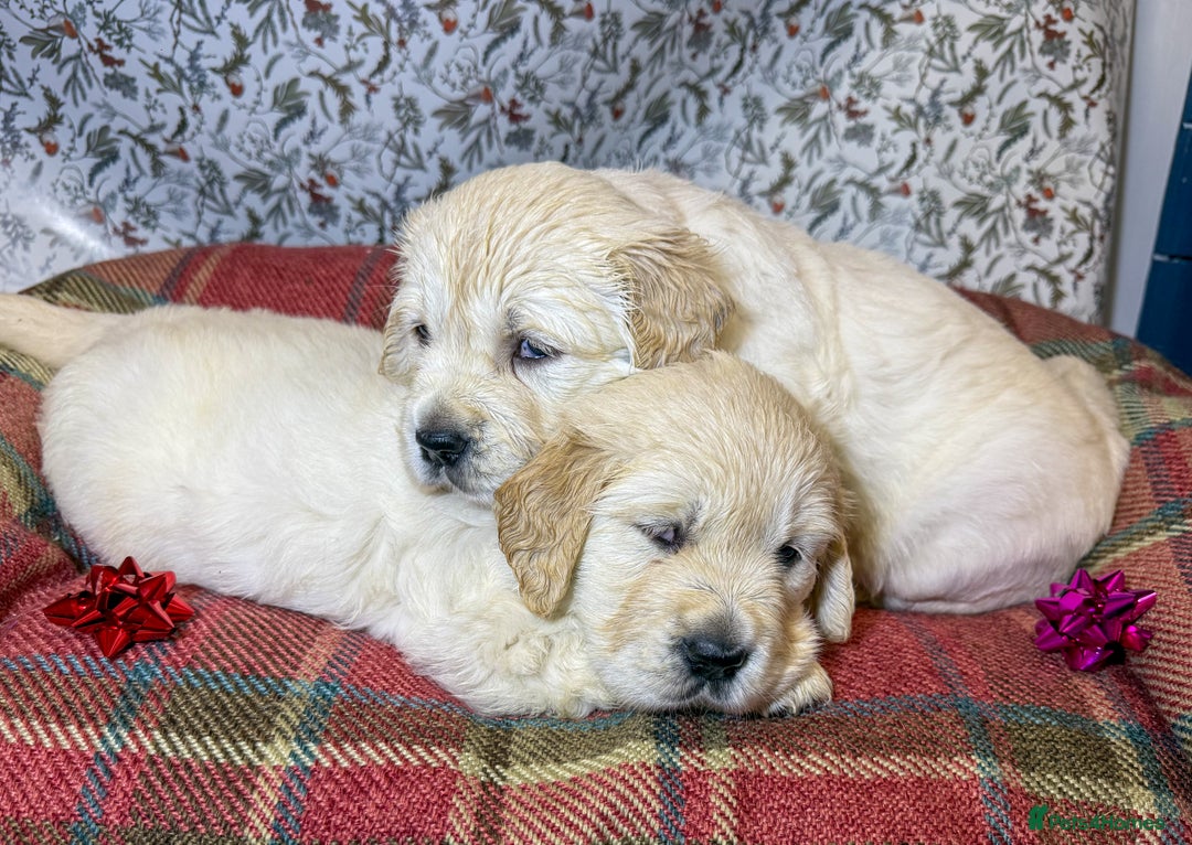 Golden Retriever dogs for sale: Kc health tested golden retrievers  - Advert 6